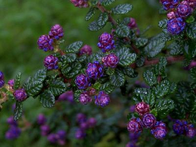 Ceanothus