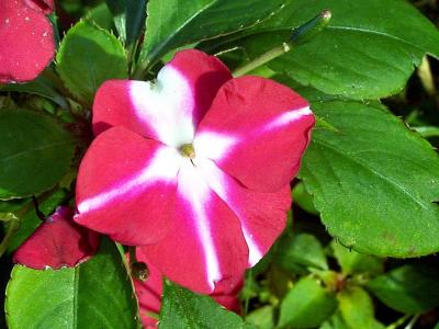 Impatiens (Busy Lizzy)