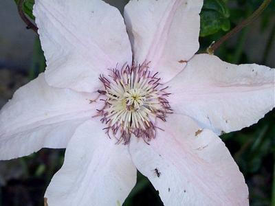 u21/davecq/medium/9636317.Clematis.jpg