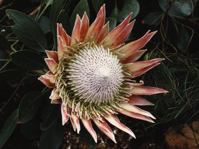 Protea