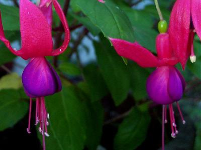 Fuschia 04