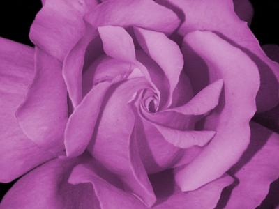 Mauve Rose