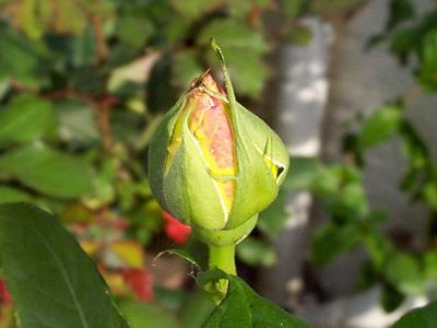 Rose Bud