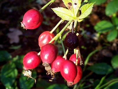 Rose Hips