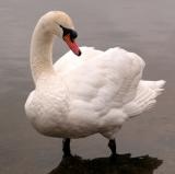 Paddling Swan