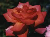 Rose 07