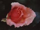 Rose 06