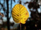 Solitary Leaf