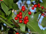 Holly Berries