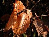 Beech Leaves