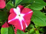 Impatiens (Busy Lizzy)