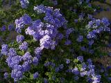 Ceanothus In Full Flower