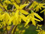 Forsythia
