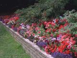 Walled Garden In Bloom