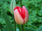 Tulip