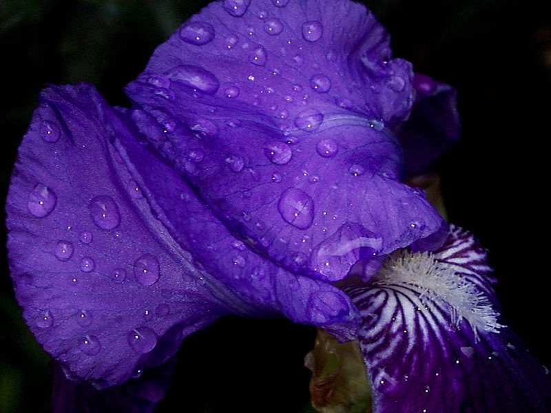 Iris 02