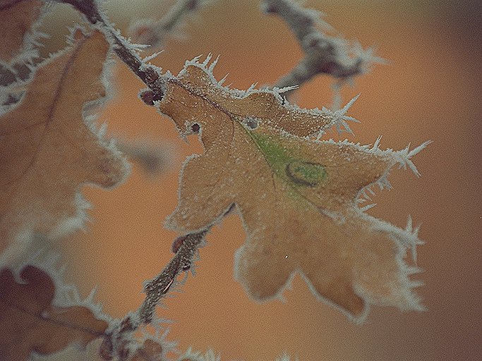 Frosted Leaf
