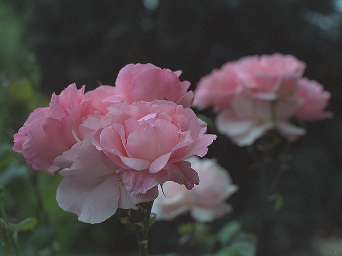 Pink Roses