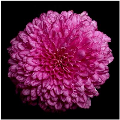 u21/davidjaseck/medium/12406106.Pinkflower.jpg