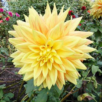 Yellow Dahlia