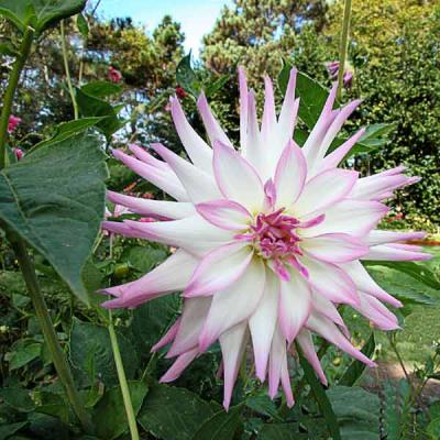 Lavender Tip Dahlia