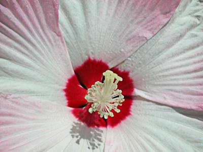 Hibiscus