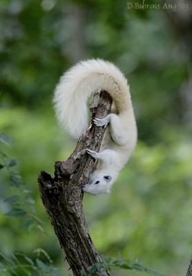 White-squirrel.jpg