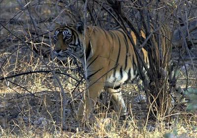 Ranthambhore Tigress on prowl.jpg
