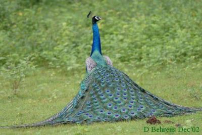 Indian-Peafowl-strutting-3.jpg