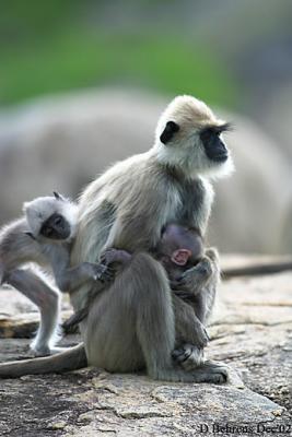 Common-Langur.jpg