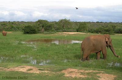 Bundala-Elephants.jpg