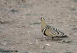 Painted Sandgrouse.jpg