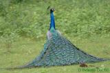 Indian-Peafowl-strutting-3.jpg