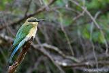 Blue-tail-Bee-eater-Juv.jpg