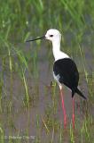 Black-winged-Stilt-2.jpg