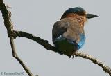 Indian-Roller-2.jpg