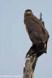 Crested-Serpent-Eagle.jpg