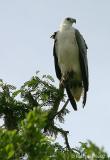 White-bellied-Sea-Eagle.jpg