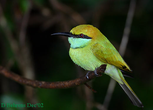 Little-Green-Bee-eater.jpg