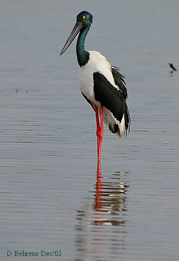 Black-necked-Stork.jpg