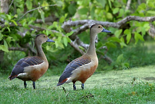 Lesser-Whistling-Ducks-2.jpg