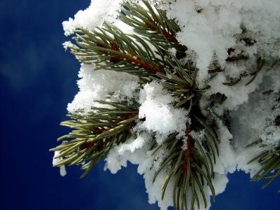 Snow on Branch Blue Sky DSC07666 Resized.jpg