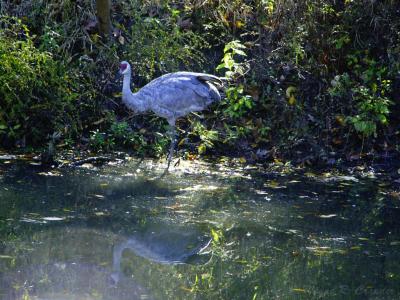 Sandhill Crane.jpg