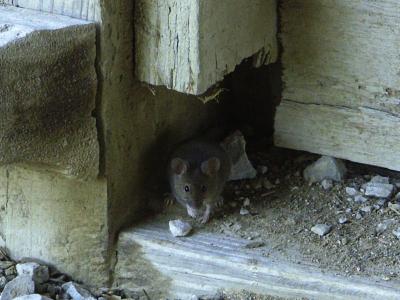 Mouse.jpg