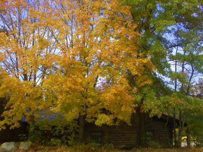 Fall Store.jpg