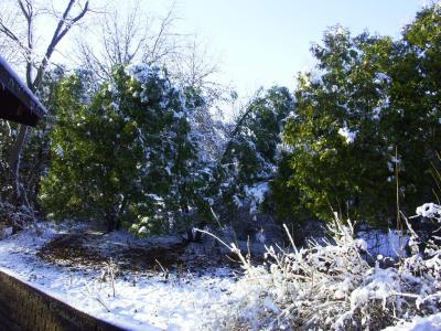 u21/demorcan/medium/36788679.Pines.jpg