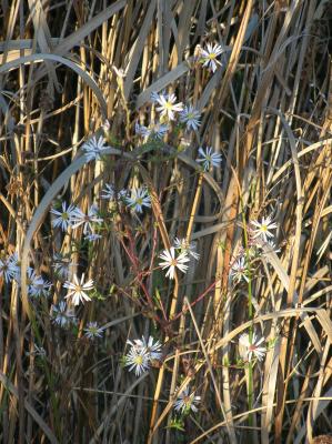 Pale Lavendar Flowers