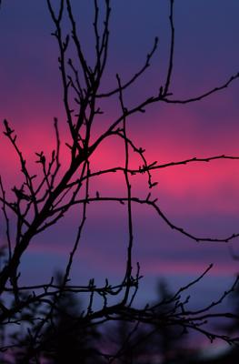 Trees Of My Yard