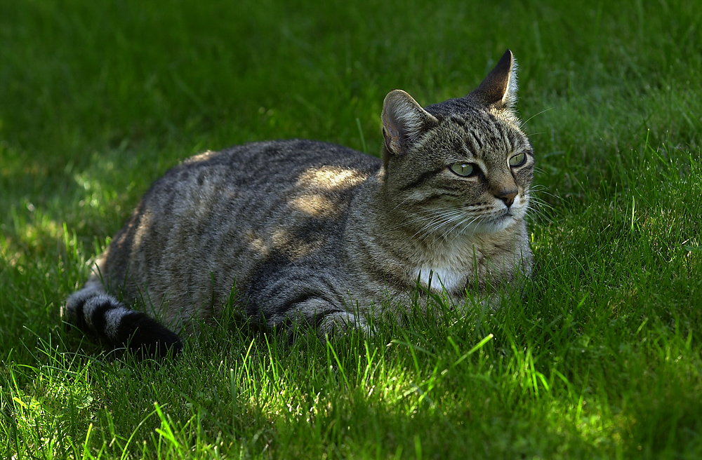 5336_LMf5.3180.JPG