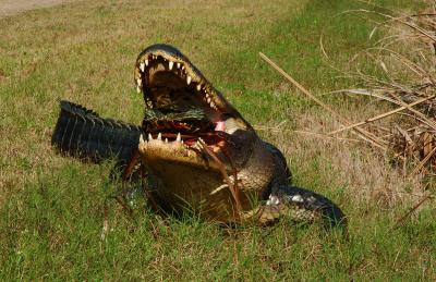 Alligator eating Turtle.jpg